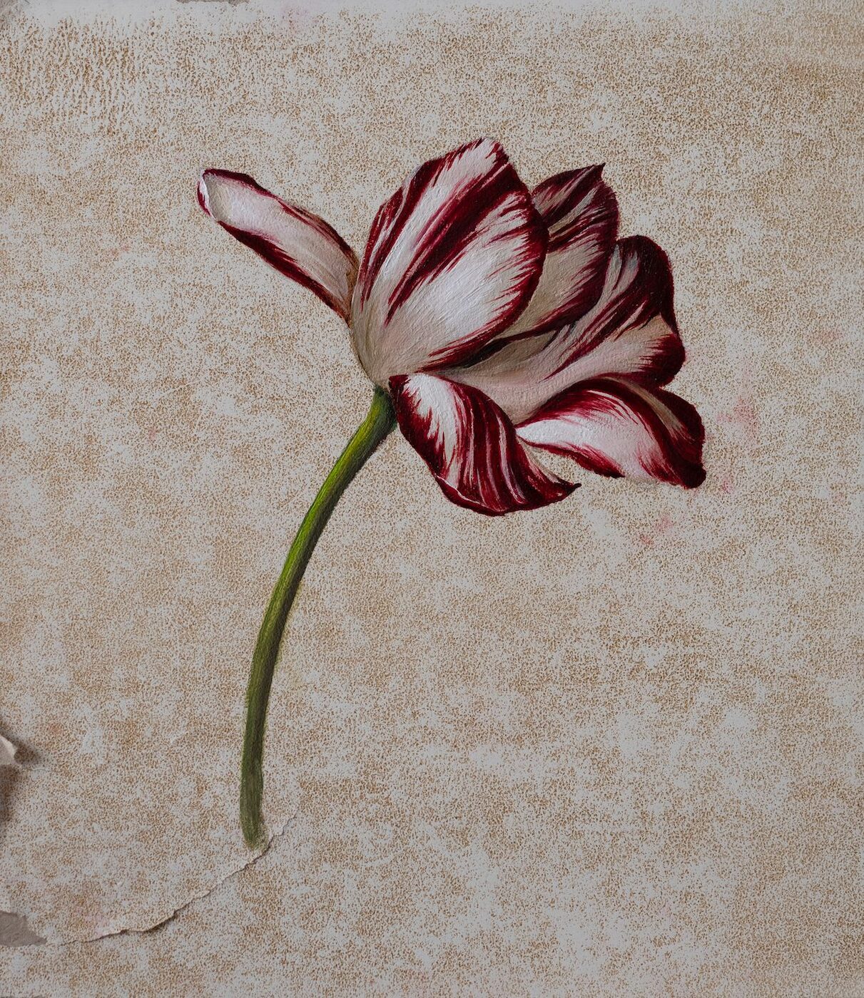 Flowers 4